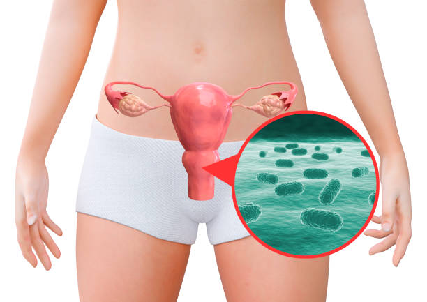 Probióticos vaginales, esquema del aparato reproductor femenino